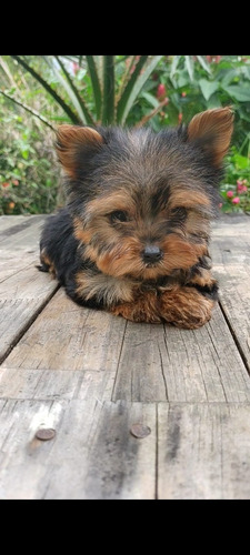 Cachorro Yorkie York Shire Terrier Tea Cup Yorqui Yorki