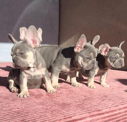 Cachorros Bulldog Francés Exóticos