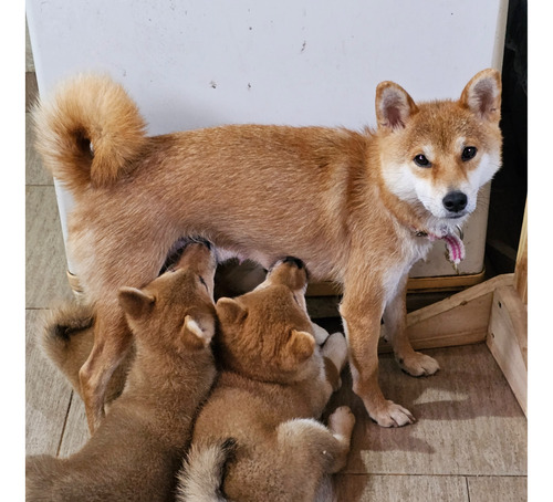 Cachorros Shiba Inu (reserva)