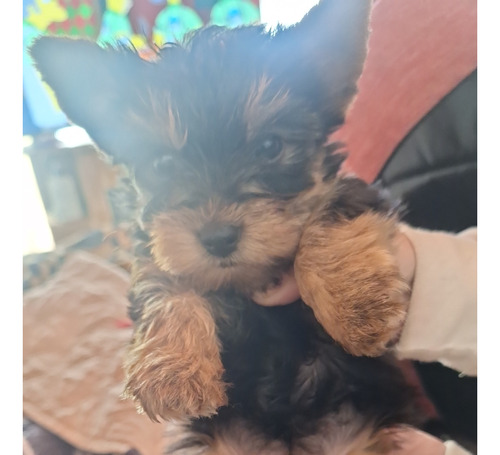 Yorkshire Terrier Hembra