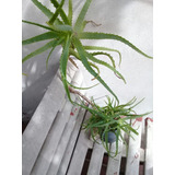 Aloe Vera Arborescens De 3 A 4 Años