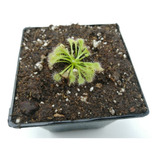 Planta Carnivora Drosera Spatulata Chica