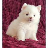 Cachorra Pomeranian Hembra Albina Bog, Med Animal Pets Col