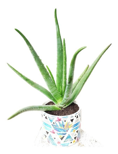 Aloe Vera Barbadensis - Planta Medicinal