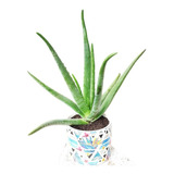 Aloe Vera Barbadensis - Planta Medicinal