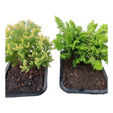 Bonsai Tuia Pavão E Tuia Golden Luxo Fotos Reais Lindíssima 