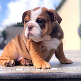 Cachorros Bulldog Ingles Bull Dog Ingles Perritos Cachorrito