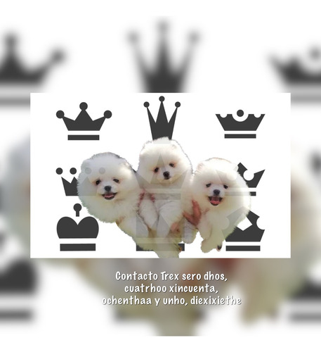 Increbles Pomerania Lulu Care Osos Tipo Boo