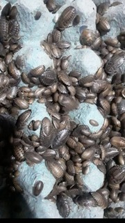 40 Cucarachas Dubias Juveniles. Alimento Vivo.