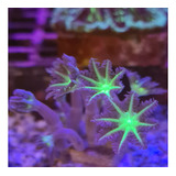 Coral Clovers Papaya (muda) - Soft - Aquário Marinho