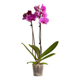 Orquídea Phalaenopsis Fucsia - Elegancia Vibrante