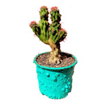  Cactus Cereus Peruvianus Monstruoso Maceta Plastica