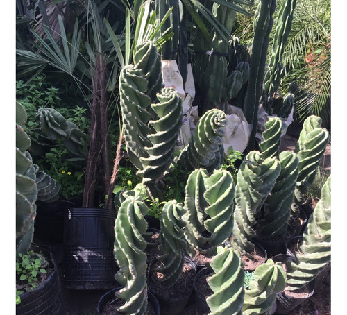 Cactus Espiralado 5 Litros