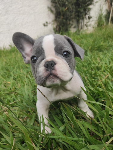 Bulldog Francês Macho Blue Pied