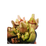 Planta Carnívora Sarracenia Purpurea