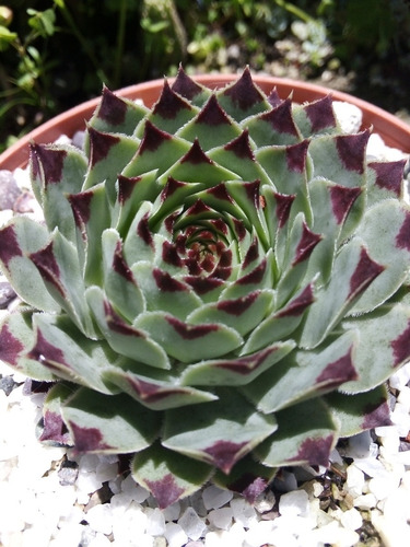 Sempervivum Tectorum - Uña De Señorita - En 3pulgadas