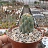 Semillas Cactus - Migueliopuntia Miguelii