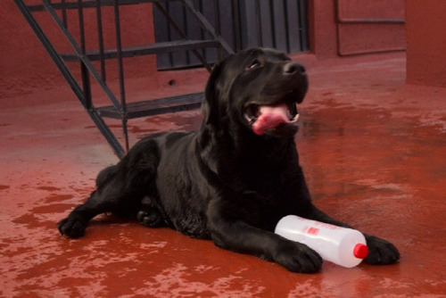 Labrador Súper Cachorros, Padres De La Mejor Línea Inglesa!!