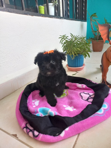 Cachorra Mini Toy Negra Animal Pets Colombia 