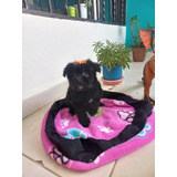 Cachorra Mini Toy Negra Animal Pets Colombia 