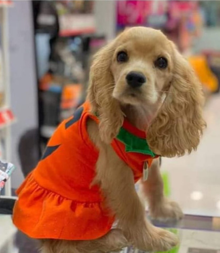 Cocker Spaniel Inglés.  Los Mejores