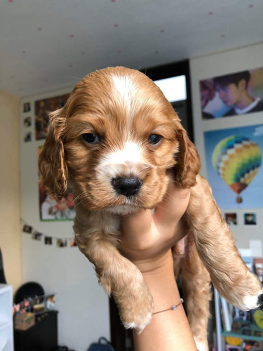 Cachorros Cocker Spaniel 