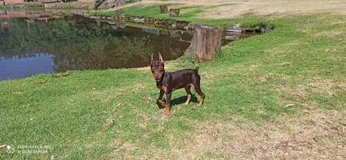 Cachorros Pinscher Miniatura Sepias, Golondrinos,rojos Sirvo