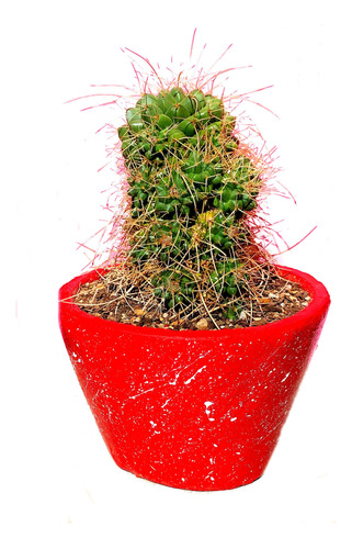 Maceta Arcilla Cactus Mammilaria Winterae