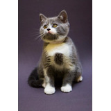 British Shorthair Macho Bicolor # Pedigree Miau British #