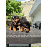 Cachorros Rottweiler