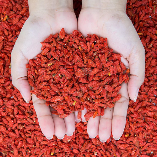 60 Sementes De Goji Berry Berries + Frete Registrado Grátis