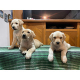 Maravillosos Cachorros Labrador, Pureza Y Calidad!!
