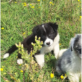 Cachorros Border Collie!pompones!! 