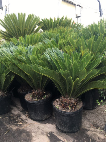 Palmera Cyca Revoluta Para Exteriores En 10 Litros