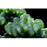 Haworthia Cooperi Var Truncata U Obtusa Con Mercado Envíos 