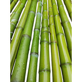 Caña De Bambú/tacuara Verde, Tutores, 2 Mts- 10 Unidad. 