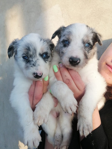 Cachorro Border Collie Blue Merle Animal Pets Colombia 