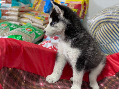 Cachorros Siberiano Mascotas Medellín Bogota