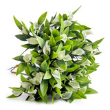 Ramo Verde Mini Calas - Flores Artificiales Centro De Mesa