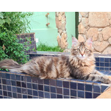 Gato Maine Coon Filhotes Grandes Várias Cores Com Pedigree