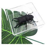 Whizkidslab Cased Stag Beetle Real Large Insectos Especimen