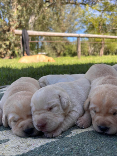 Cachorro Labrador Amarillo