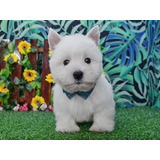 West Terrier,  Westie , Filhotes West, Cachorrinho Ig, Macho