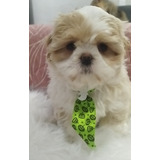 Filhote De Shih Tzu Macho Porte Pequeno