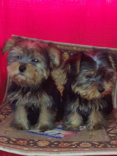 Cachorritos Yorky Mini