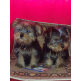 Cachorritos Yorky Mini