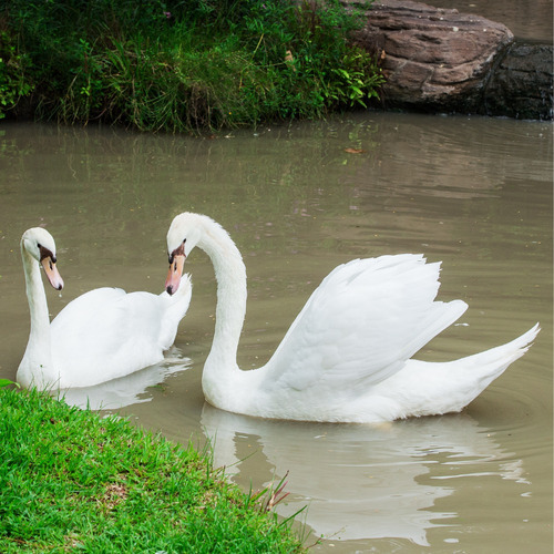 Cisne Branco Casais Ornamentais