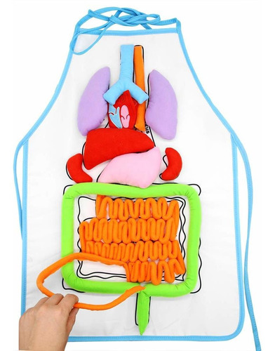 Delantal Órganos Del Cuerpo Humano 3d Diy Modelo Anatã...