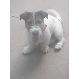 Jack Russel Macho  10 Meses Con Fca