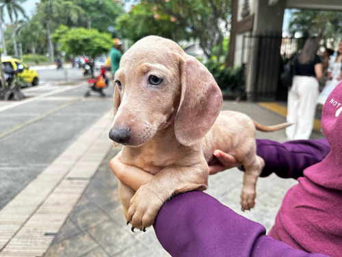 Perros Salchicha Miniatura